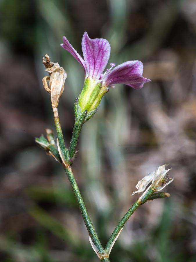 Caryophyllacea in ofiolite - Petrorhagia saxifraga